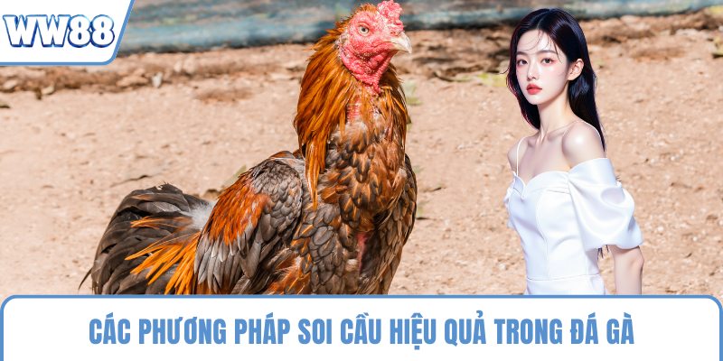 Các phương pháp soi cầu hiệu quả trong đá gà