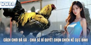 Cách chơi đá gà