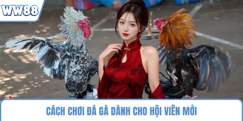 Cách chơi đá gà dành cho hội viên mới