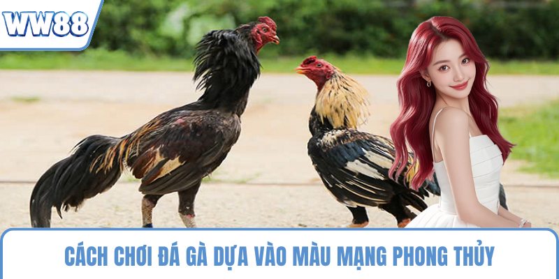 Cách chơi đá gà dựa vào màu mạng phong thủy