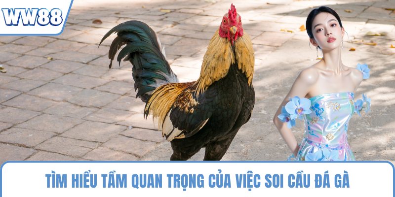 Tìm hiểu tầm quan trọng của việc soi cầu đá gà