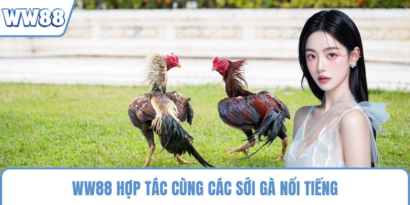 WW88 hợp tác cùng các sới gà nổi tiếng